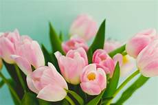 Fresh Cut Tulips