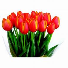 Fresh Cut Tulips