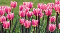Fresh Cut Tulips