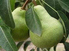 Fruit Ripening