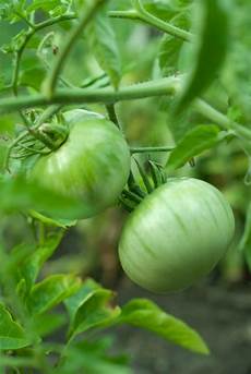 Fruit Ripening