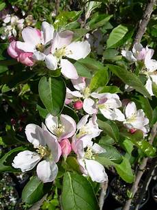 Fruit Ripening