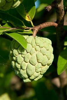 Fruit Ripening