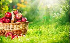 Fruit & Vegetable Snacks