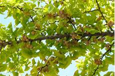 Ginkgo Nuts