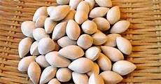 Ginkgo Nuts
