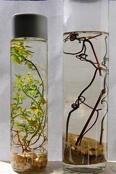 Glass Vases