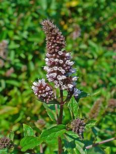 Herbal Syrups