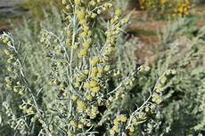 Herbal Syrups