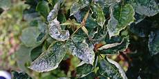 Herbicides