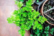Herbs & Medicines
