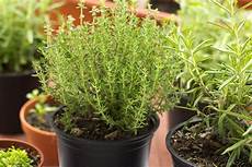 Herbs & Medicines