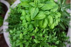 Herbs & Medicines