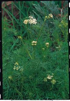 Herbs Seeds