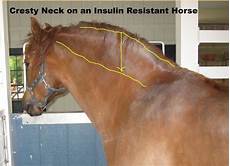 Horse Care Products