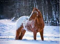 Horse Chestnut