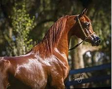 Horse Chestnut