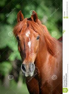 Horse Chestnut