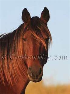 Horse Chestnut