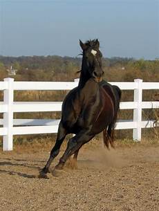 Horse Feed
