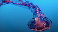Jelly