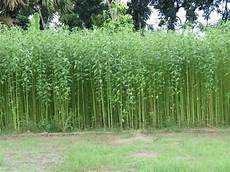 Jute Fabric