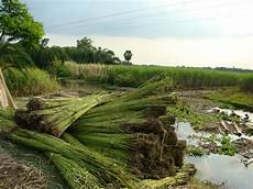 Jute Fiber