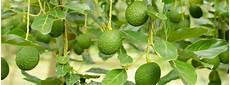 Legume Packages