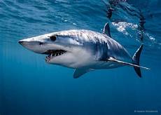 Mako