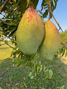 Mango Fruit Ripening