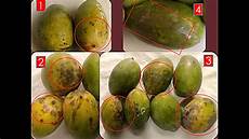 Mango Fruit Ripening