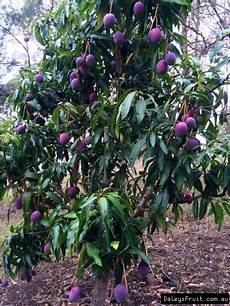 Mango Fruit
