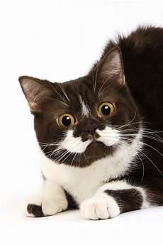 Marmalade