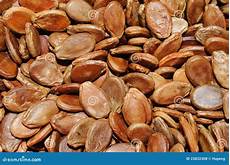 Melon Seeds