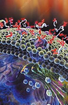 Membranes