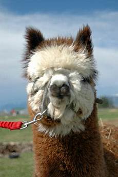 Merino Wool