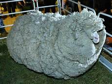 Merino Wool