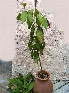 Mini Pot