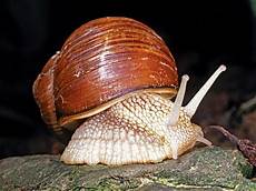 Mollusks