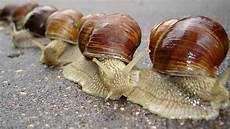 Mollusks