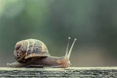 Mollusks