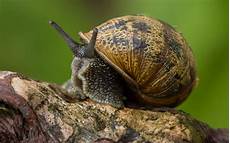 Mollusks