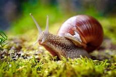 Mollusks
