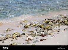 Naturel Stones
