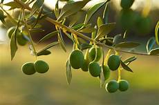 Olive oil