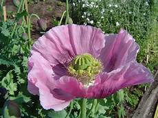 Opium