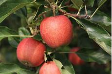 Organic Fruit
