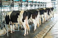 Other Dairy Products