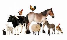 Other Horse Products