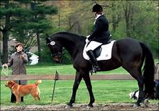 Other Horse Products